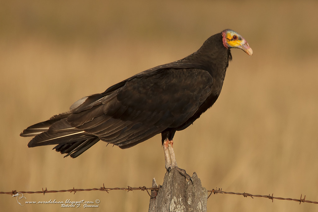 Jote cabeza amarilla (Lesser yellow-headed Vulture) Cathartes burrovianus