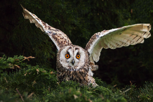Long-eared Owl in a flap