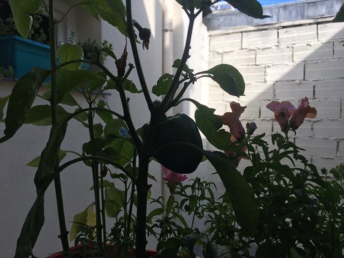 Bell Pepper and Flowers
