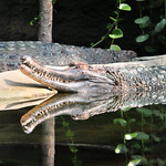 Crocodile in reflection