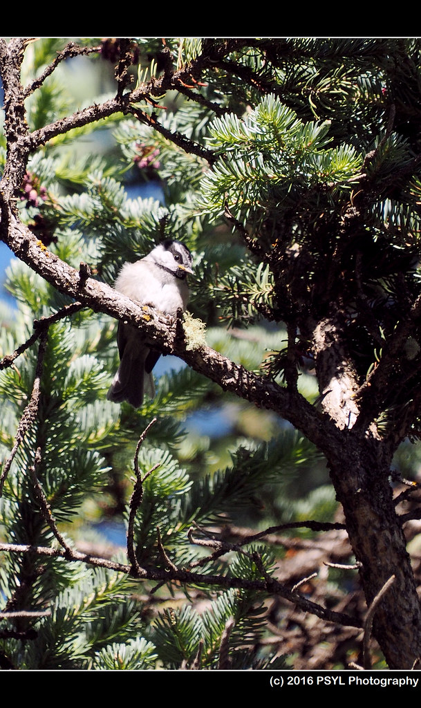 Mountain Chickadee (Poecile gambeli)