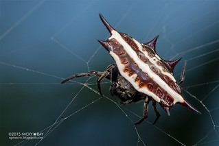 Spiny orb web spider (Gasteracantha doriae) - DSC_0400