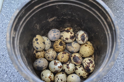 quail eggs July 16