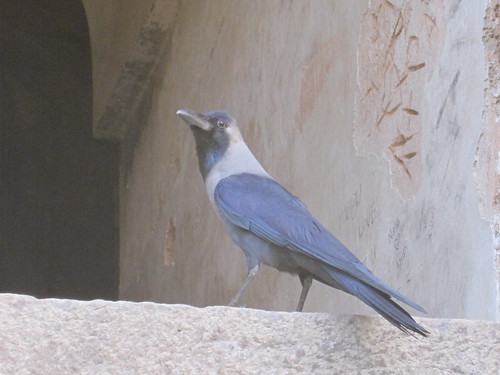 House Crow - Corvus splendens