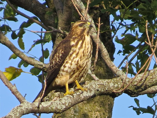 Broad-winged Hawk in Gridley, IL 10