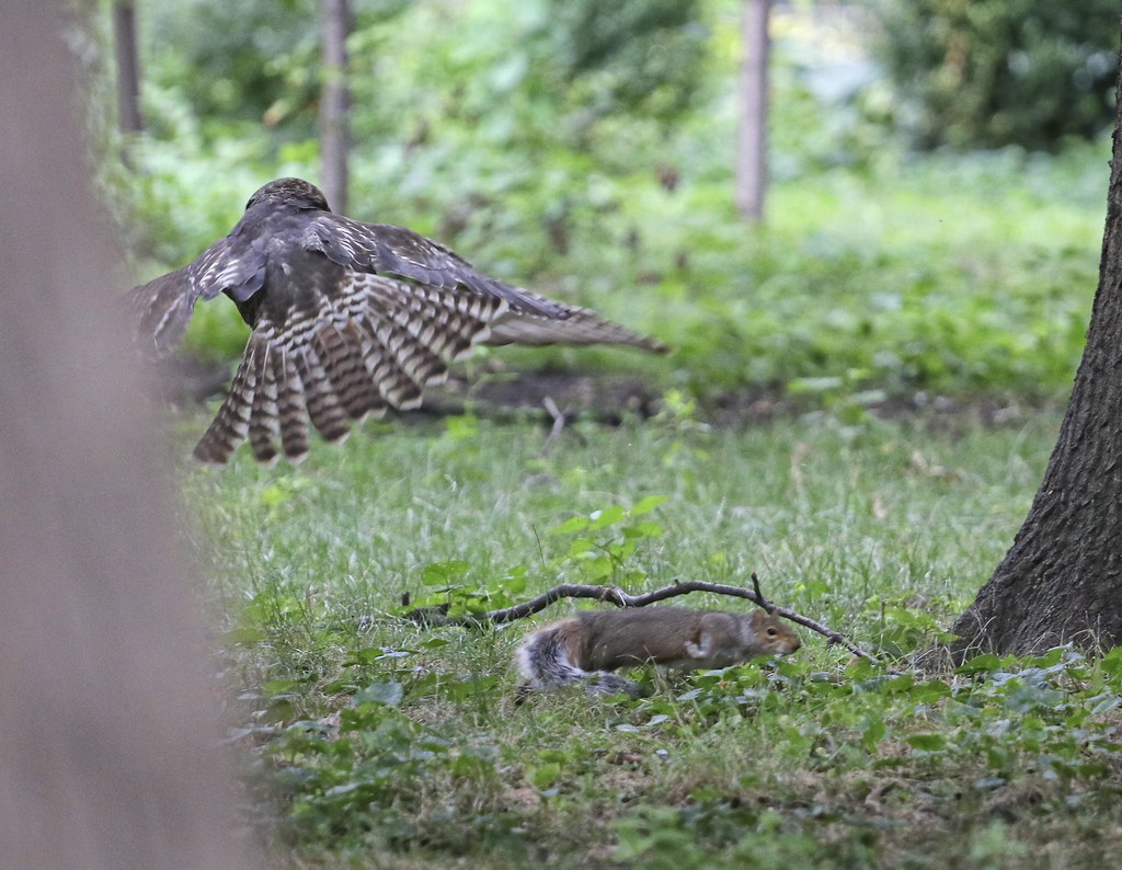 Fledgling hawk trying to catch a squirrel