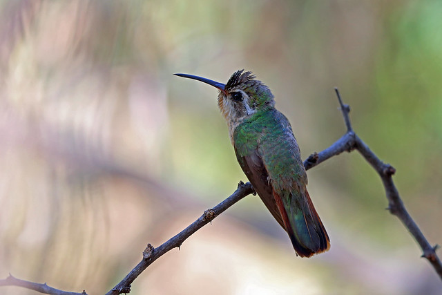 Xantus's Hummingbird, San Antonio de la Sierra, Baja California Sur, Mexico