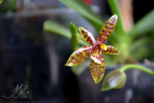 Phalaenopsis cornu-cervi 28164149394_2040b8aa32