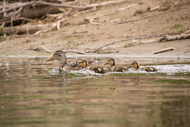 momma and ducklings