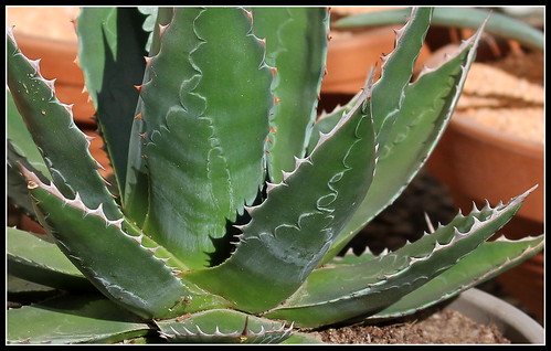 Agave neomexicana 'Elodie' (1)