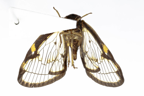スケバハゴロモ　Euricania facialis Melichar, 1898-2-2