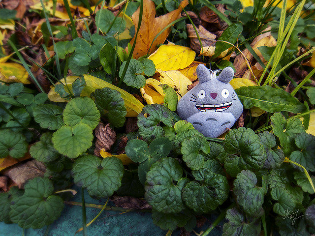 Day #278: totoro meets the colors of the Fall