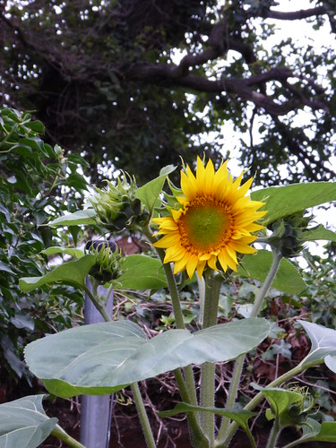 Sunflower Progress