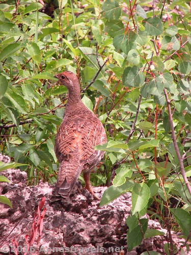 A ptarmigan we found along the way, Andy Stone Trail, Jedediah Smith Wilderness - Grand Teton National Park, Wyoming