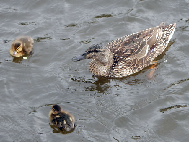 Ducklings on Loch Soy