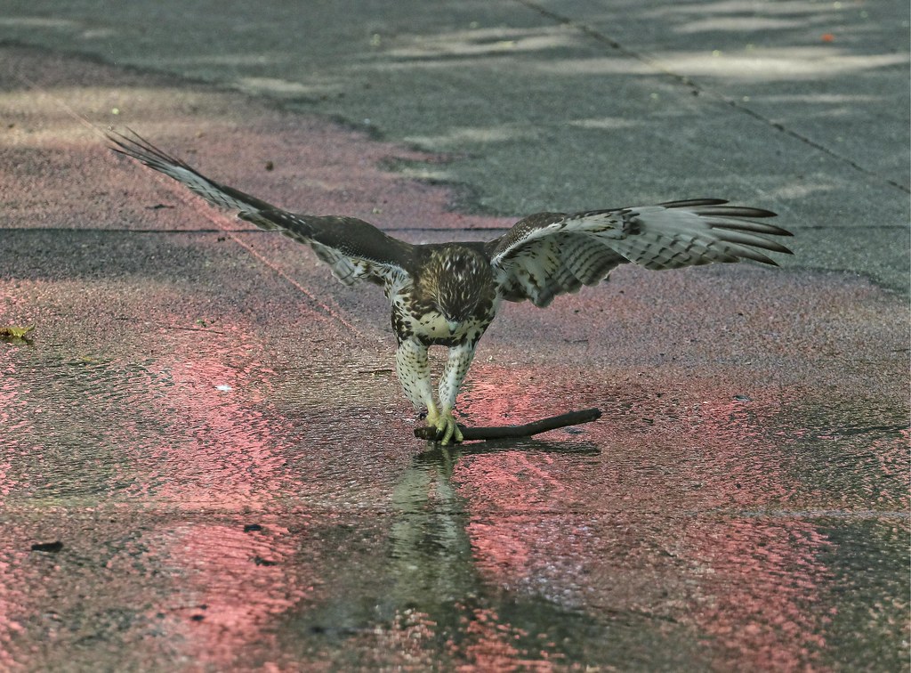 Hawk playing with a stick in the sprinkler