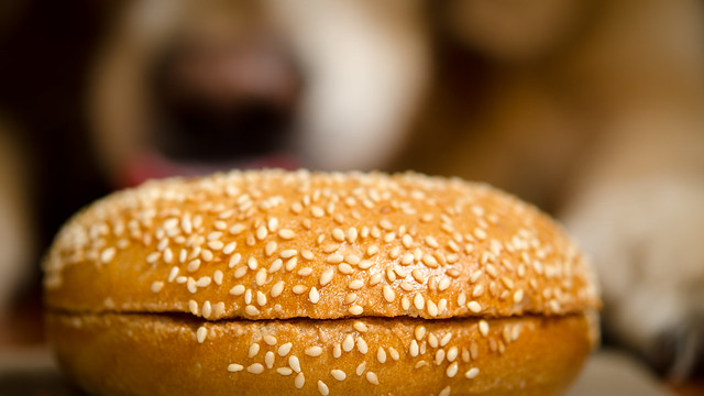 Give Your Dog A Bagel Day