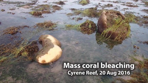 Mass coral bleaching at Cyrene Reef, 20 Aug 2016