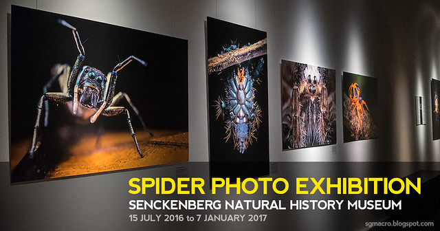 Spider Photo Exhibition @ Senckenberg Natural History Museum