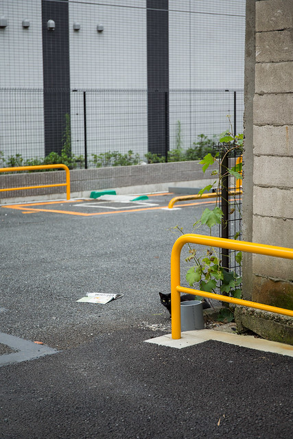 Tokyo cats