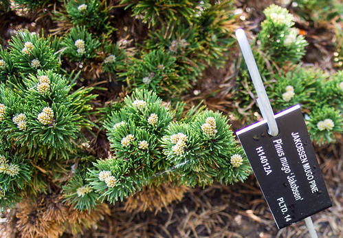 Pinus mugo 'Jakobsen' 2015