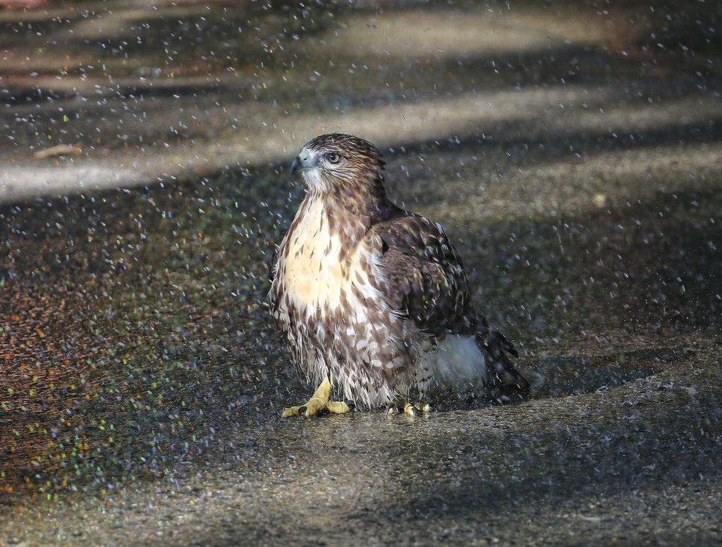Hawk taking a shower