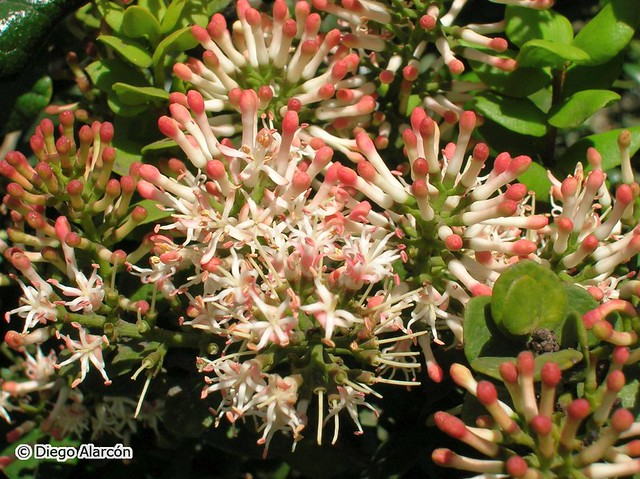 Detalle de las flores del quintral del boldo (Notanthera heterophylla)