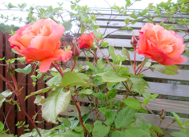 roses 2