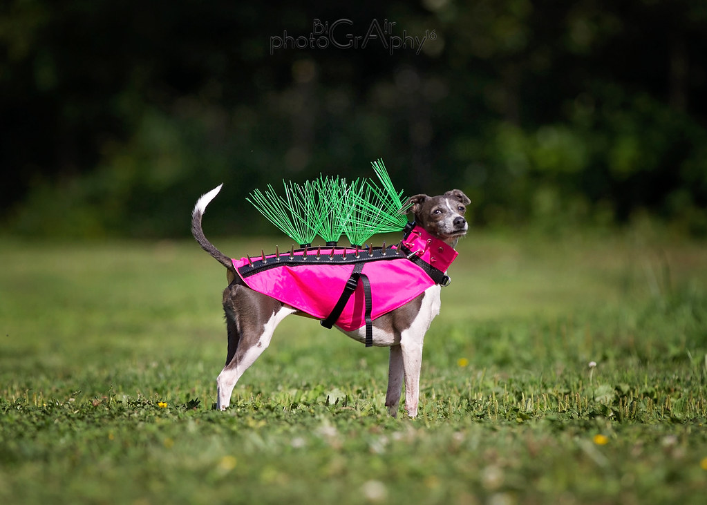 coyote vest for dogs