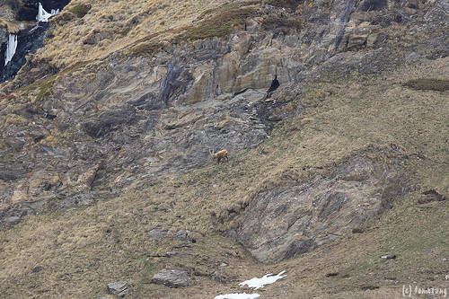 Alpine ibex - stambecco delle Alpi