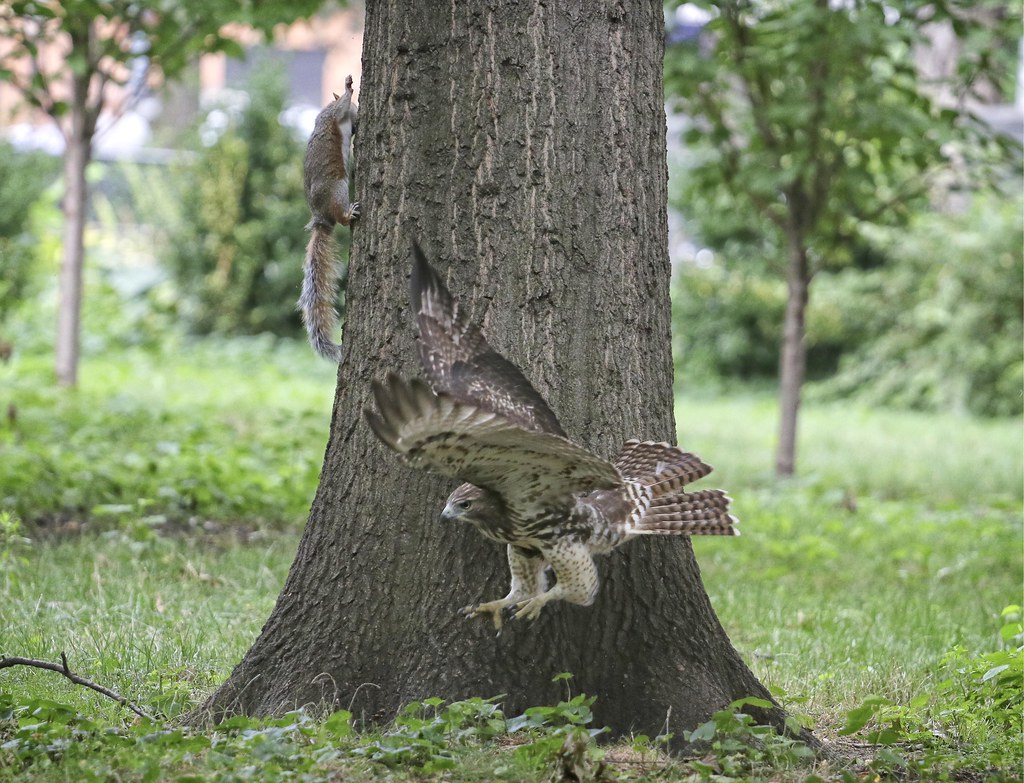 Fledgling hawk trying to catch a squirrel