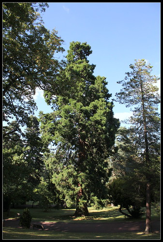 Sequoiadendron gigantea