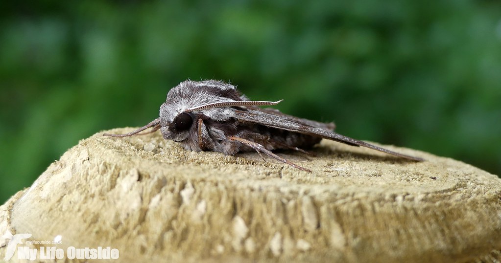 P1030534 - Pine Hawk-moth, Weeting Heath